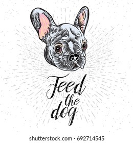 Animal vector brochure cards. Cute home French bulldog pet template or flyer for posters and reminder banners. To feed the dog for home owners and pet stores.