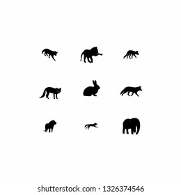 animal vector design