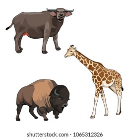 animal vector illustration