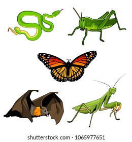 animal vector illustration