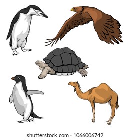 animal vector illustration