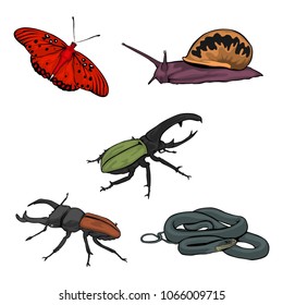 animal vector illustration
