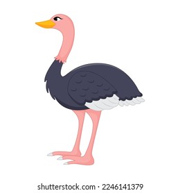 Animal vector illustration of flamingo