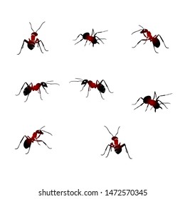 Animal, vector illustration of swarming ants