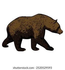 Ilustración de Vector animal diseño aislado del oso