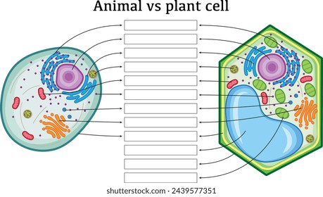 Animal vs plant cell exercise