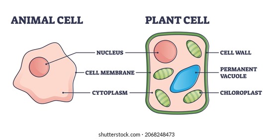 Animal Vs Plant Cell Structure Comparison With Differences Outline Diagram. Labeled Educational Inner Anatomy Description With Membrane, Cytoplasm And Chloroplast In Cross Section Vector Illustration.