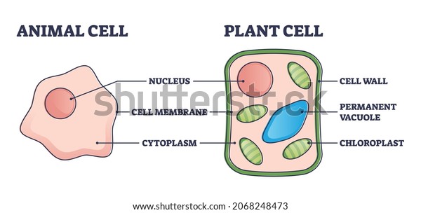 Animal Vs Plant Cell Structure Comparison Stock Vector (Royalty Free ...