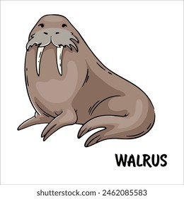 animal walrus vector fur seal northern animal