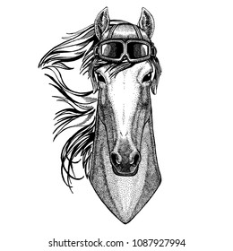 Animal wearing aviator helmet with glasses. Vector picture. Horse, hoss, knight, steed, courser Hand drawn image for tattoo, emblem, badge, logo, patch, t-shirt