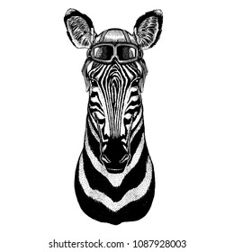 Animal wearing aviator helmet with glasses. Vector picture. Zebra, Horse Hand drawn illustration for tattoo, emblem, badge, logo, patch