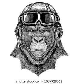 Animal wearing aviator helmet with glasses. Vector picture. Gorilla, monkey, ape Frightful animal Hand drawn image for tattoo, emblem, badge, logo, patch