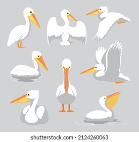 Animal White Pelican Poses Cartoon Vector Set