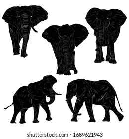 Animal Wildlife African Bush Elephant Silhouette Set Ver2