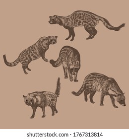 Animal Wildlife African Civet Overlapping Vector Style Set