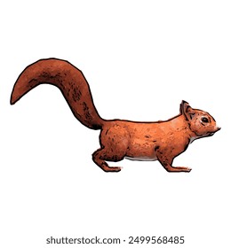 Animal wildlife ilustration design of red squirel pose