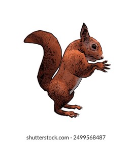 Animal wildlife ilustration design of red squirel pose