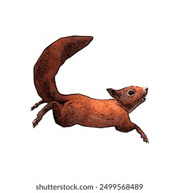 Animal wildlife ilustration design of red squirel pose