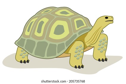 Animal Wildlife turtle 