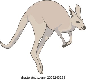 animal, wildlife, wild, australia, mammal, kangaroo, zoo, illustration, nature, isolated