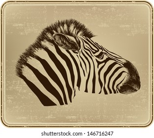 Animal zebra, vector illustration.
