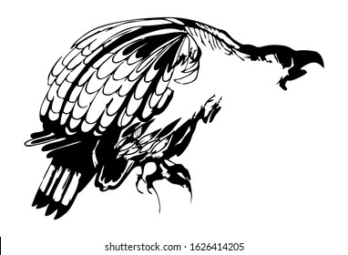 Animalistic drawing of eagle, hawk or condor predator hunter bird. Wildlife european and americain nature. Stylized ink  style. Black and white, isolated. Vector stock illustration.