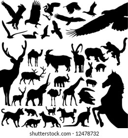 animals