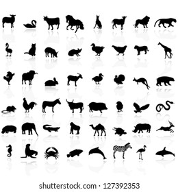 Animals