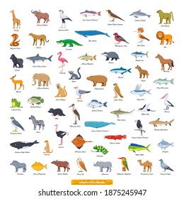 Animals of Africa Collection. Cartoon style vector illustration