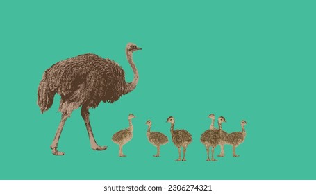 Animals in Africa, the ostrich, that raises many young. Vector isolated on white background