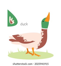 Animals alphabet. D for duck. Flat vector illustration on white background. Funny cartoon animal. Kids abc education. Learning English vocabulary. Zoo alphabet flash card