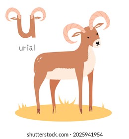 Alfabeto de animales. U para el urial. Ilustración vectorial plana sobre fondo blanco. Un divertido animal de dibujos animados. Los niños no reciben educación. Aprendiendo vocabulario inglés. Tarjeta flash del alfabeto zoológico