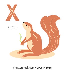 Animals alphabet. X for xerus. Flat vector illustration on white background. Funny cartoon animal. Kids abc education. Learning English vocabulary. Zoo alphabet flash card