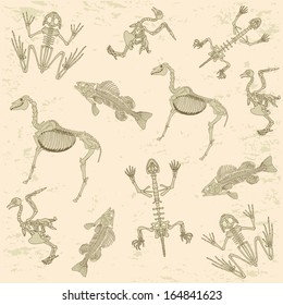 animals anatomy, skeleton of horse, pigeon, frog and turtle, archeology biology  pattern