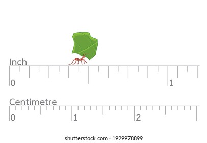 Animals and Ants compare in centimeter aan inches proportions Concept.. Illustration, shape, line, art, retro graphic style and animal in vector isolated on background
