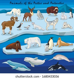 Animals of the Arctic and Antarctic