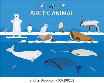 Tiere der Arktis. Vektorset von polaren Säugetieren und Vögeln. Flaches Beispiel. Pinguin, Robbe, Zittern, Eule, Bär, Fuchs, Karibu, Walrus, Ente, Rosa Seagull, Möwe, Weiß und Grünland Wal. 