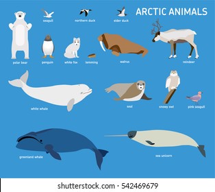 Animals of the Arctic. Vector Set of polar mammals and birds. Flat style illustration. Penguin, seal, lemming, owl, bear, fox, reindeer, walrus, duck, pink Seagull gull white and greenland whale 