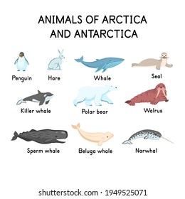 Animals of the arctica and antarctica: penguin, hare, whale, seal, killer whale, polar bear, walrus, sperm whale, narwhal, beluga whale on a white background.Flat cartoon illustration for kids.