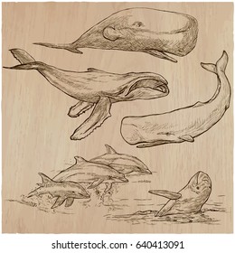 Animals around the World - CETACEANS. Collection of an hand drawn vector illustrations. Freehand sketches. Line art. Each drawing comprise of a few layers of outlines. Background is isolated.