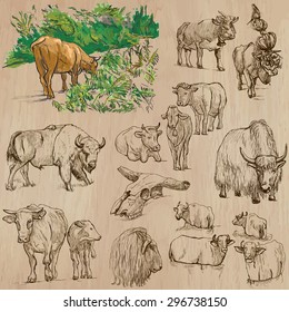 Animals around the World - COWS and CATTLE (pack 03) - Collection of an hand drawn vector illustrations. Each drawing comprise a few layers of lines, the colored background is isolated. Easy editable.