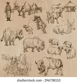 Animals around the World - COWS and CATTLE (pack 02) - Collection of an hand drawn vector illustrations. Each drawing comprise a few layers of lines, the colored background is isolated. Easy editable.