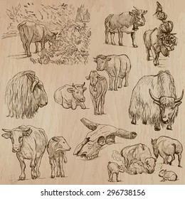 Animals around the World - COWS and CATTLE (pack 01) - Collection of an hand drawn vector illustrations. Each drawing comprise a few layers of lines, the colored background is isolated. Easy editable.