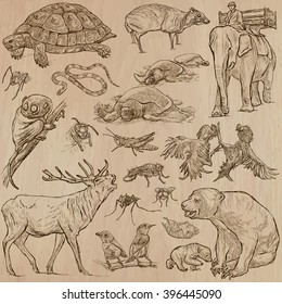 ANIMALS around the World. Description - Hand drawn vectors, freehand sketching. Editable in layers and groups. Background is isolated. All animals are named inside the vector file.