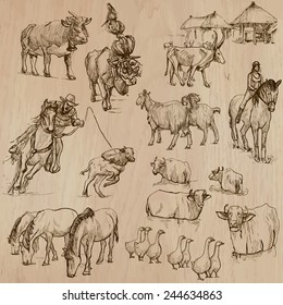 Animals around the World (part 24 - FARM ANIMALS). Collection of an hand drawn vector illustrations. Each drawing comprise of two or three layers, the colored background is isolated. Easy editable.