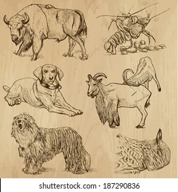 Animals around the World (set no. 10) - Collection of an hand drawn illustrations. Description: Each drawing comprise of two layer of outlines, colored background is isolated.