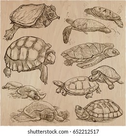 Animals around the World - TURTLES and Tortoises. Collection of an hand drawn vector illustrations. Freehand sketches.Line art.Each drawing comprise of a few layers of outlines.Background is isolated.