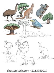 Animals Australia graphic illustration hand drawn koala ostrich emu isolated on white background set