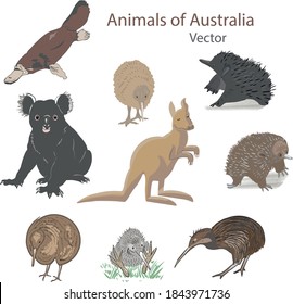 
Animals of Australia in vector: platypus, kangaroo, kiwi bird, echidna, koala. Isolated objects.