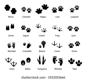Animals and birds feet tracks, vector trails of rhino, cheetah and hippo, lion, leopard and llama with jaguar, lizard, frog and lynx. Wombat, beaver, crane and puma, swan, zebra or monkey with tapir